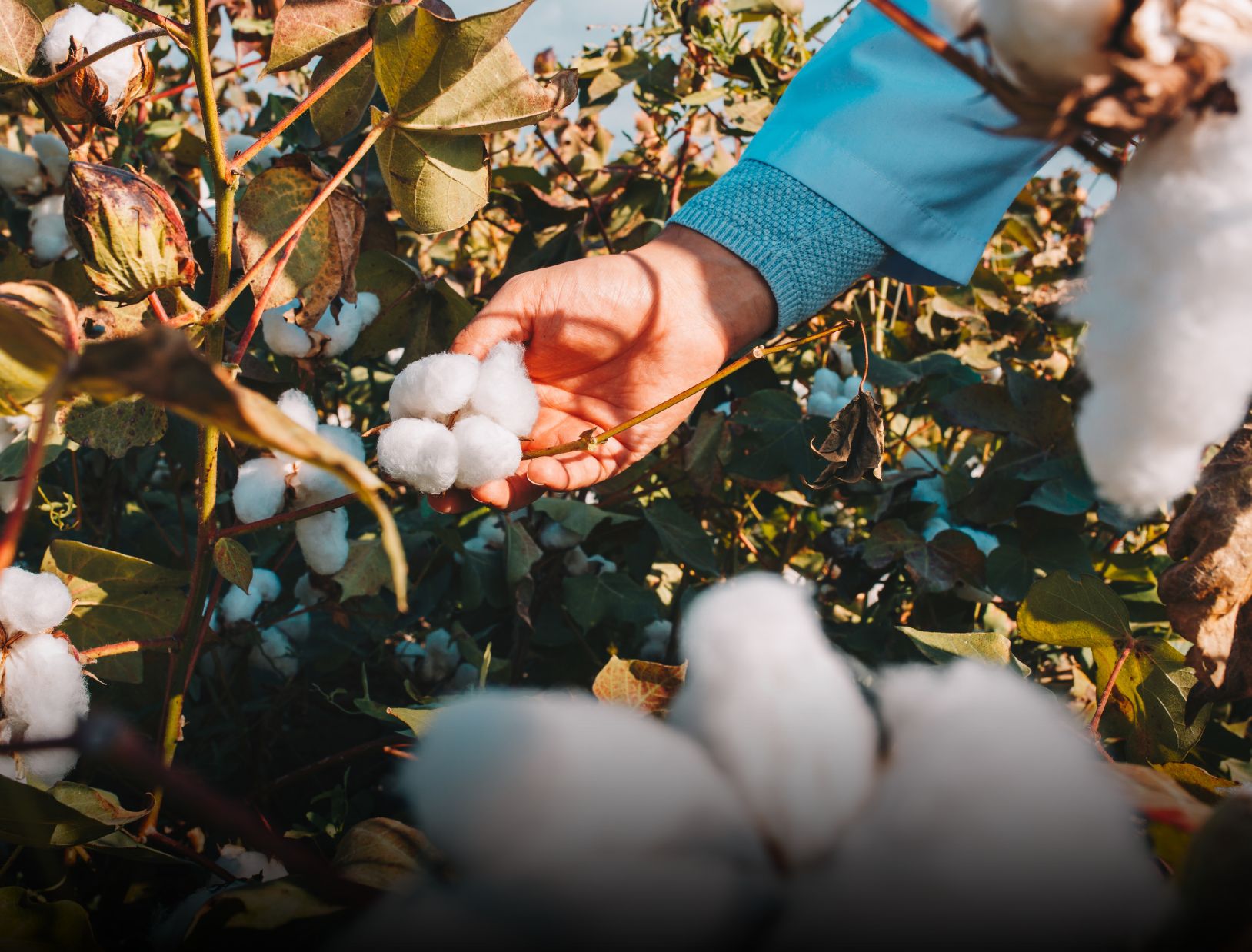 Cotton: From Field to Fabric Cover