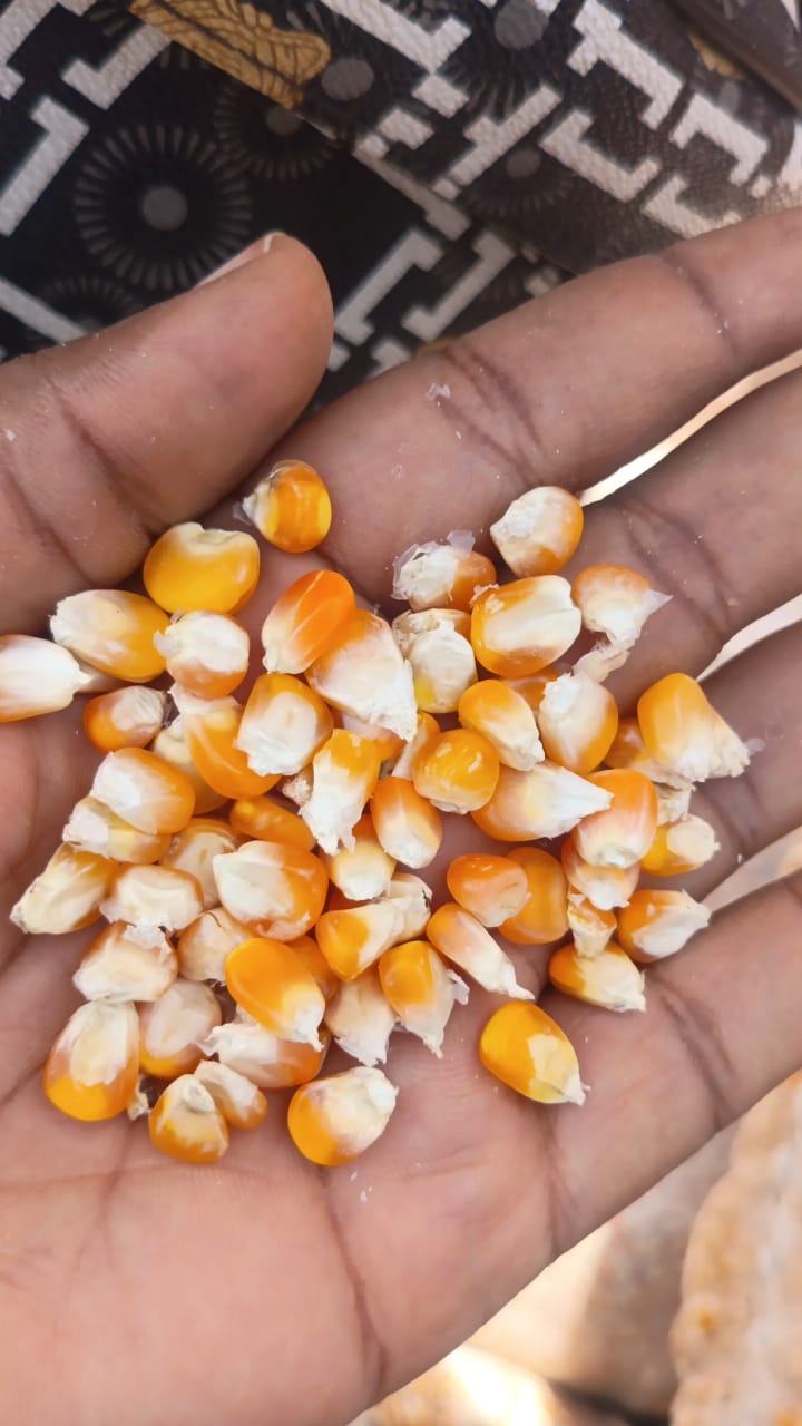 Corn